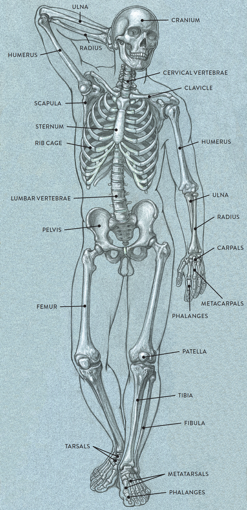 Bones and Surface Landmarks - Classic Human Anatomy in Motion: The