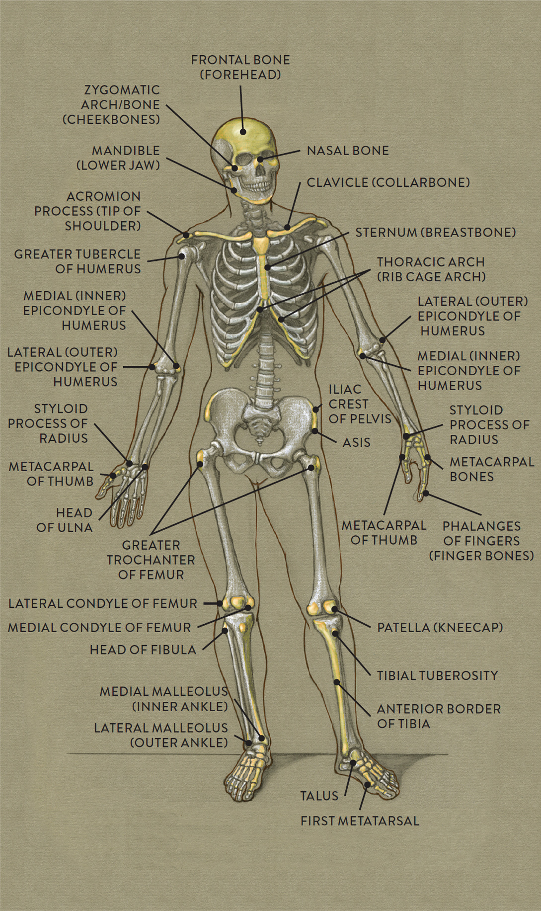 skeletal anatomy of an ostrich