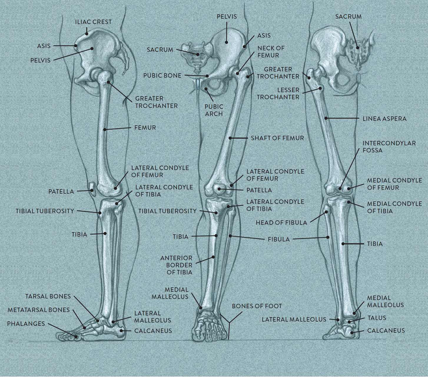 Bones and Surface Landmarks - Classic Human Anatomy in Motion: The
