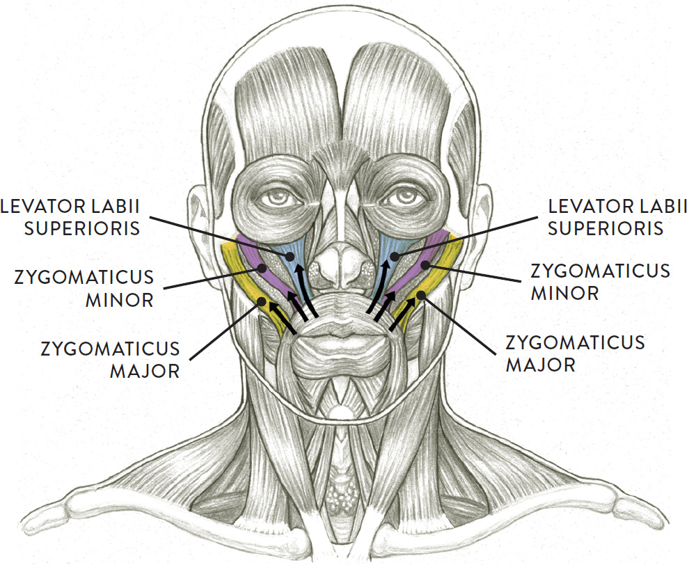 Facial Muscles and Expressions - Classic Human Anatomy in Motion: The