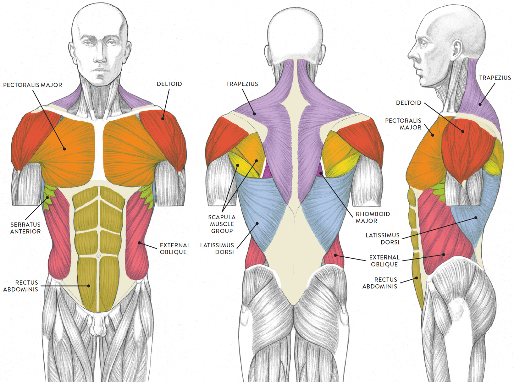 Muscles of the Neck and Torso Classic Human Anatomy in Motion The