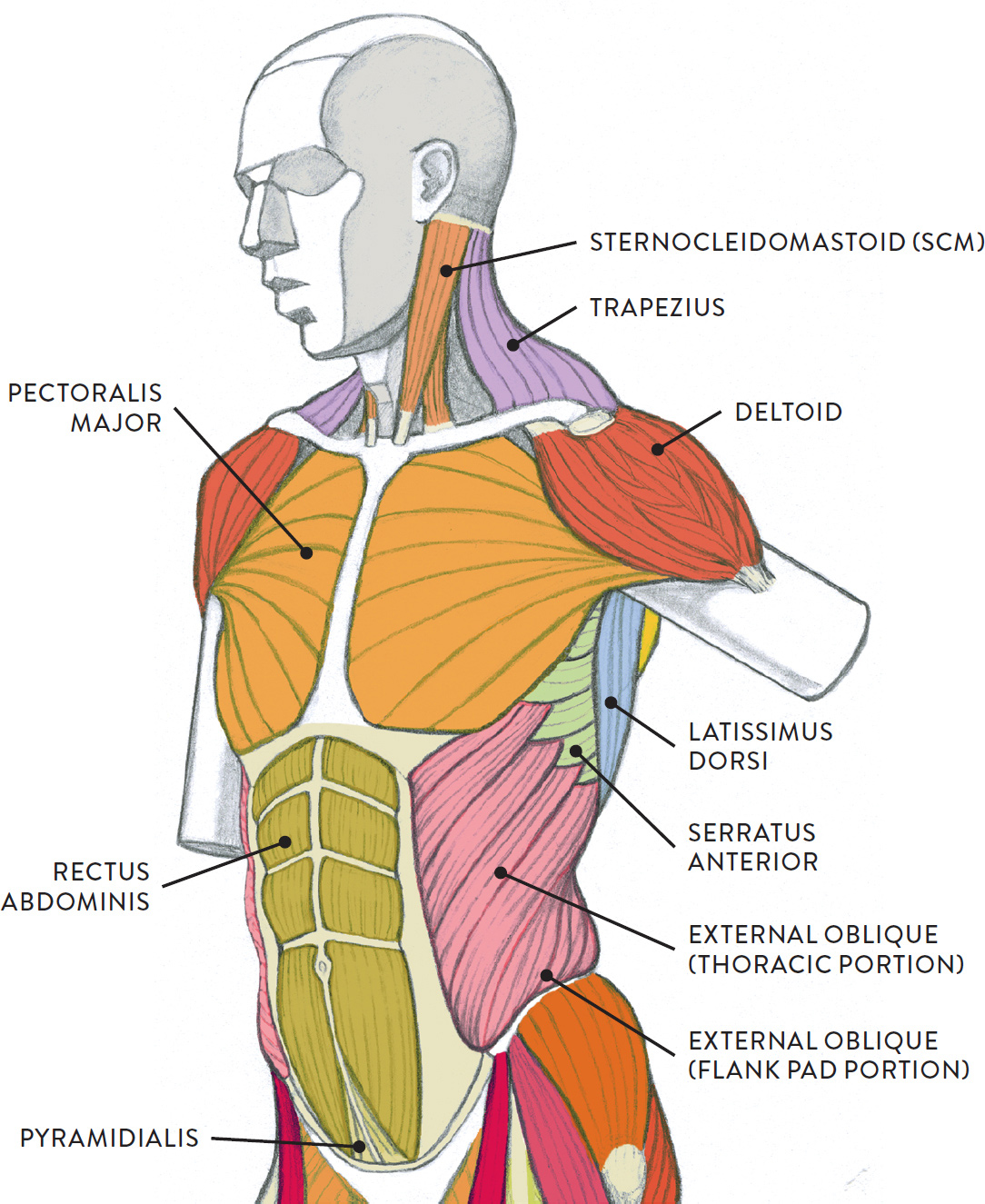 Muscles of the Neck and Torso - Classic Human Anatomy in Motion: The