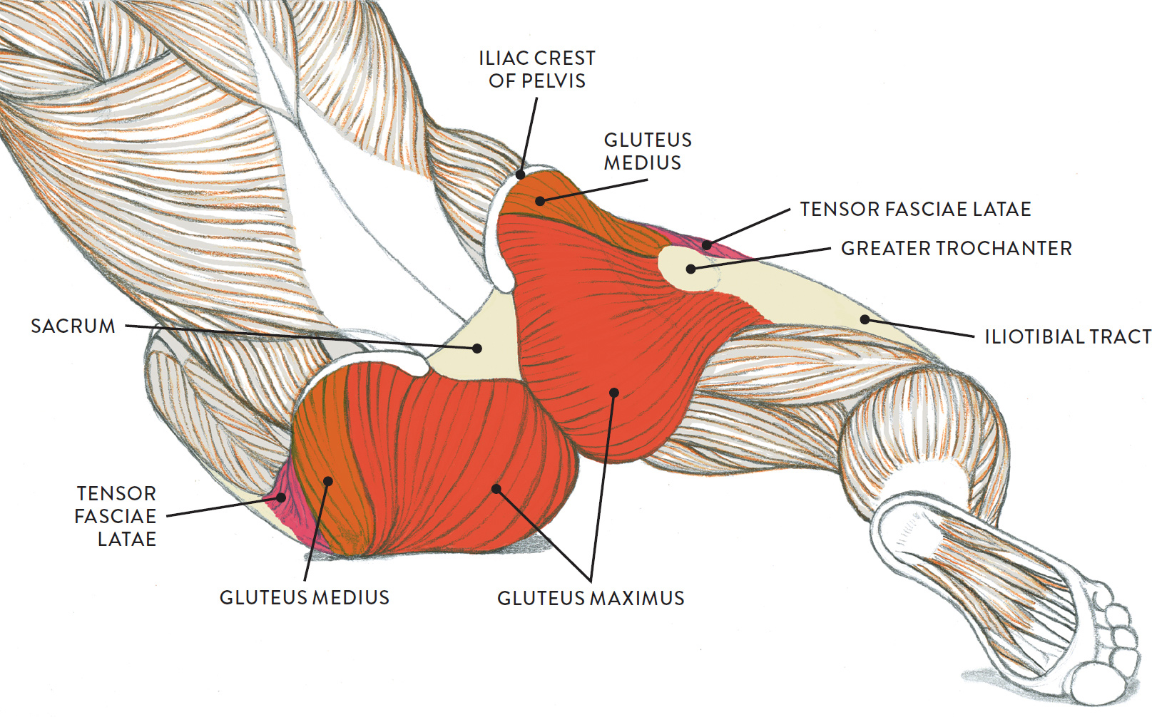 Muscles of the Leg and Foot - Classic Human Anatomy in Motion: The