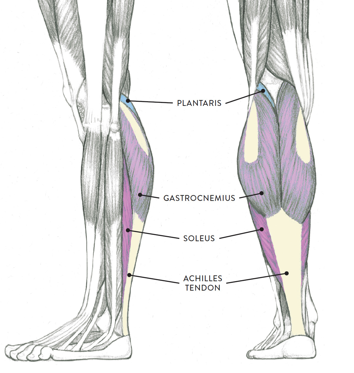 Left Leg Flexor Tendon Location - Its tendon sheath may communicate