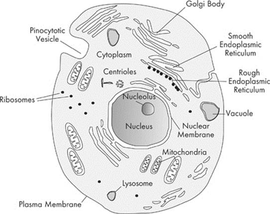 ORGANELLES - Cells - Cracking the AP Biology Exam