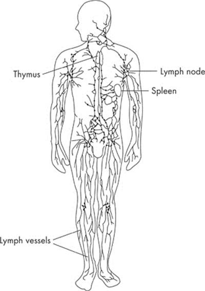 THE LYMPHATIC AND IMMUNE SYSTEM - Animal Structure and Function