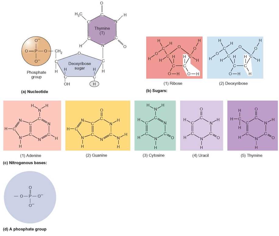Nucleic Acids - Organic Molecules—The Molecules of Life - CORNERSTONES