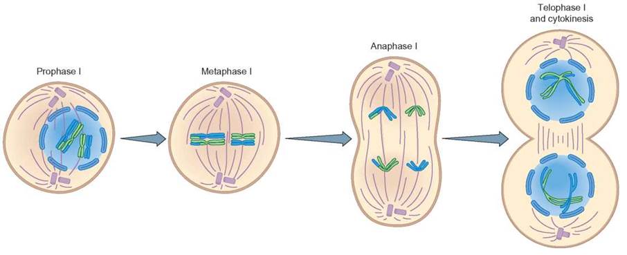 What happens during the cytokinesis phase of meiosis?