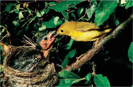 concepts biology parasitism figure nest interactions