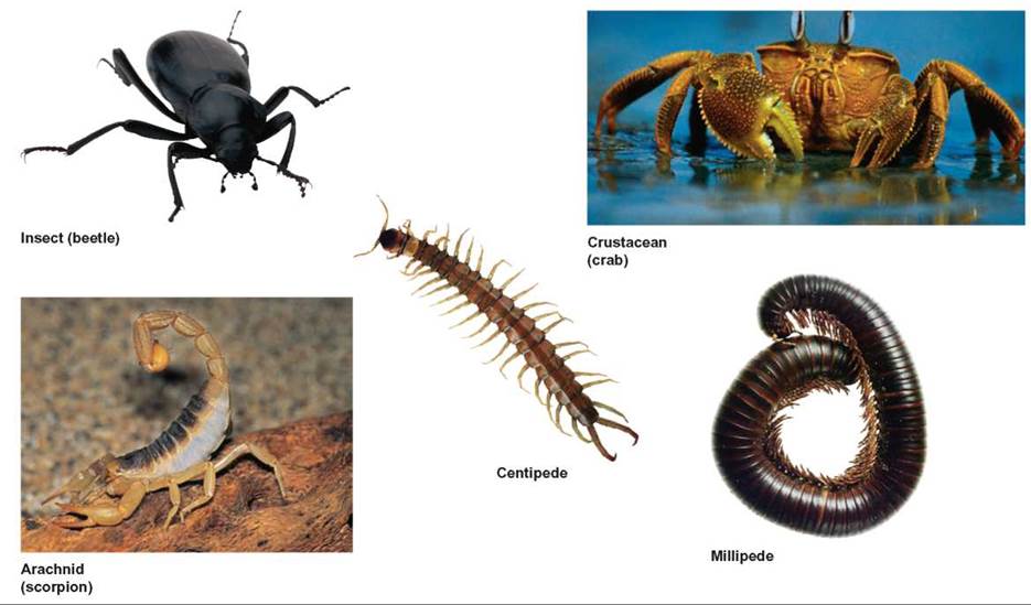 Arthropods - The Animal Kingdom - THE ORIGIN AND CLASSIFICATION OF LIFE