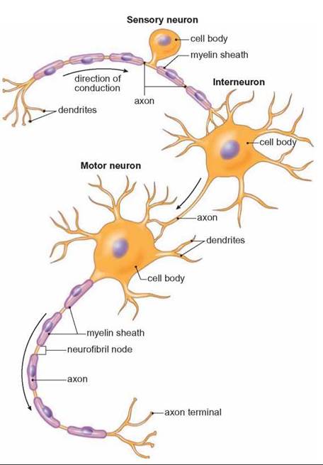 Nervous System Function - The Body's Control Mechanisms and Immunity