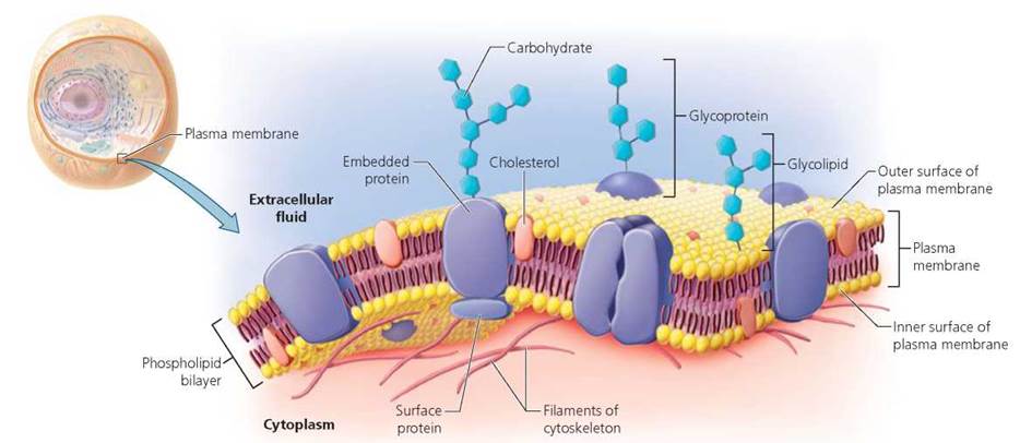 figure 3 6 the structure of the plasma membrane of