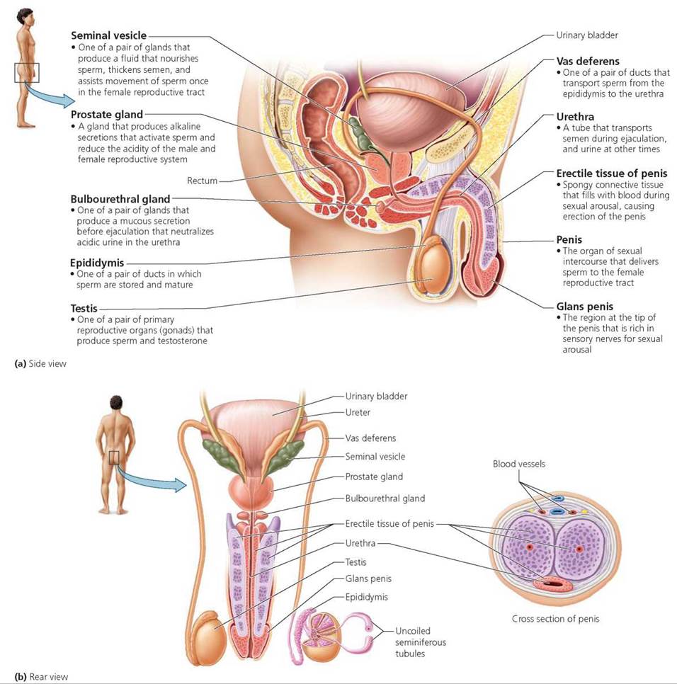 Pathway of sperm from testes to urethra