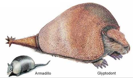 evolution organisms evidence armadillo living glyptodonts fossil vs armadillos glyptodont biology modern darwin giant past fossils larger extinct science south