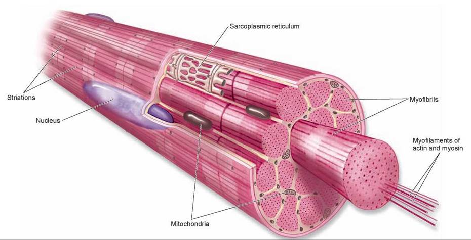 Skeletal muscle cell