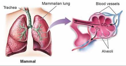 Types of Respiratory Systems - Respiration - Animal Life ...