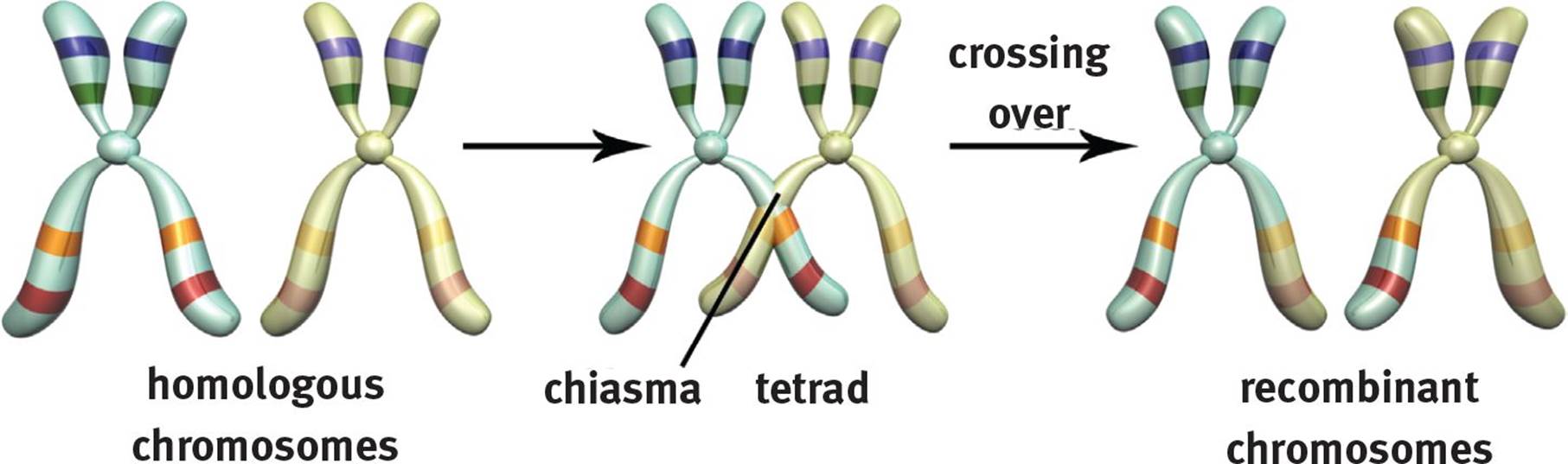 What is a tetrad for meiosis?