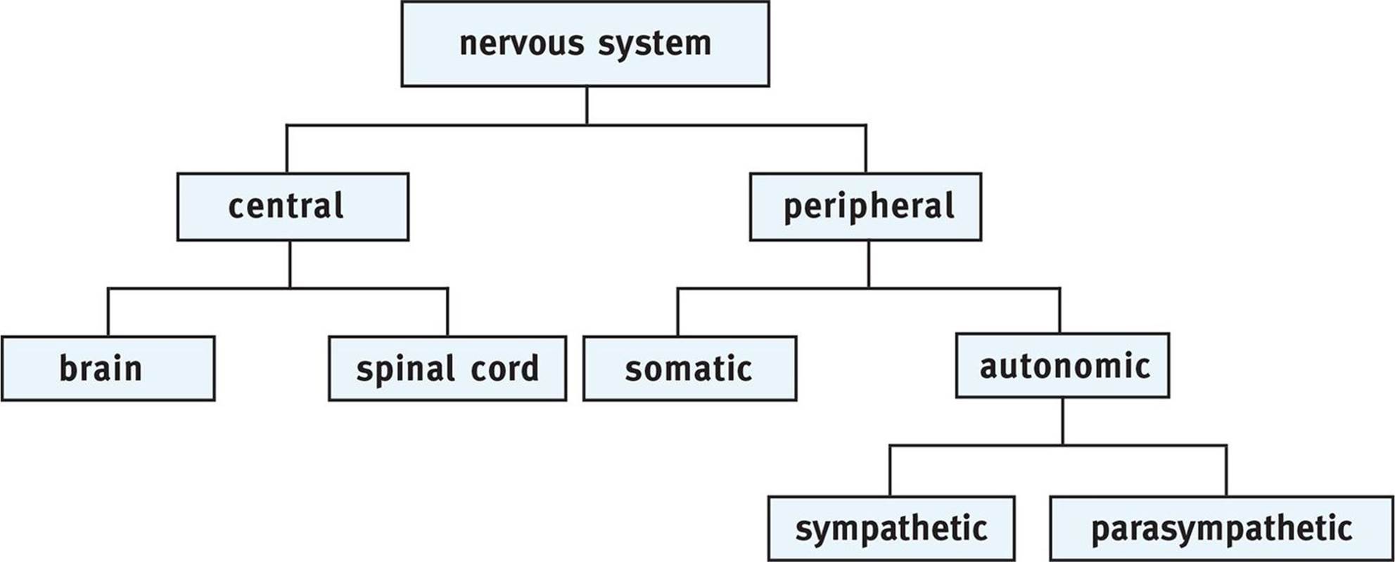 Organization of the Human Nervous System - The Nervous System - MCAT