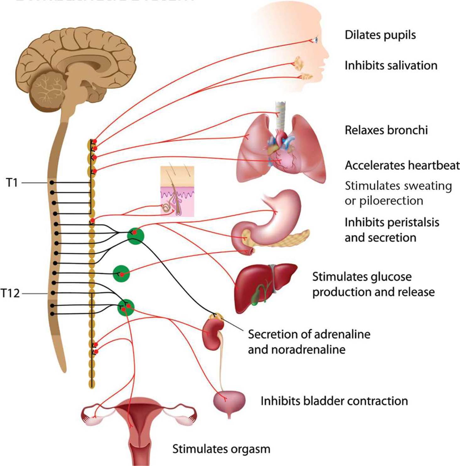 Organization of the Human Nervous System The Nervous System MCAT