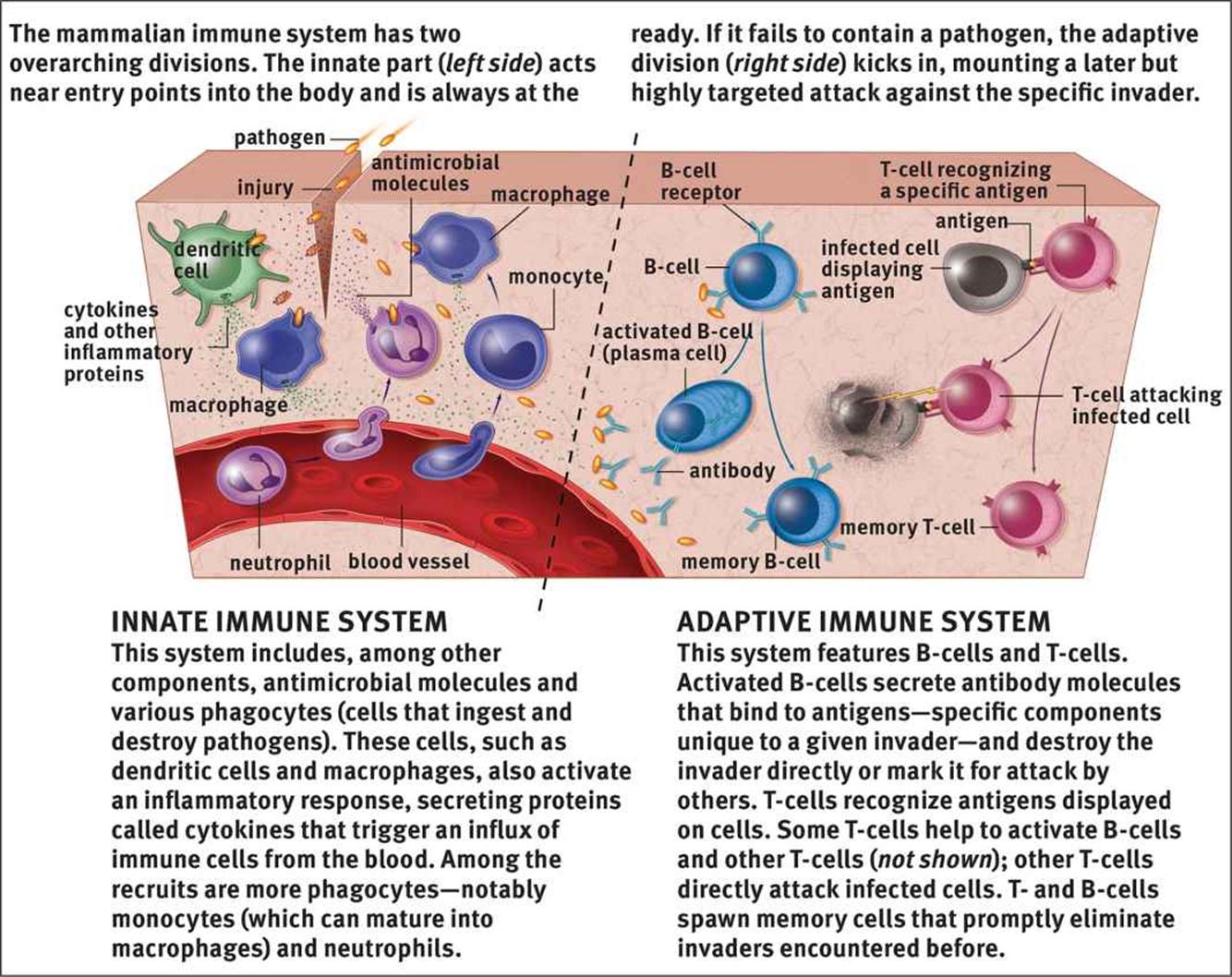 Structure of the Immune System - The Immune System - MCAT Biology Review