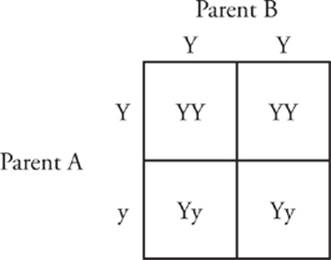homozygous square parent dominant heterozygous punnett phenotype parents other sat trait biology yellow subject review schoolbag info