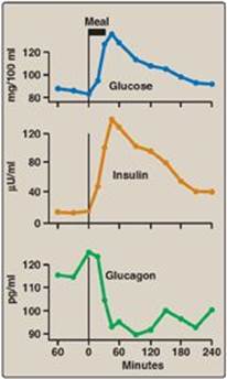 Effects of insulin and glucagon before and after meals