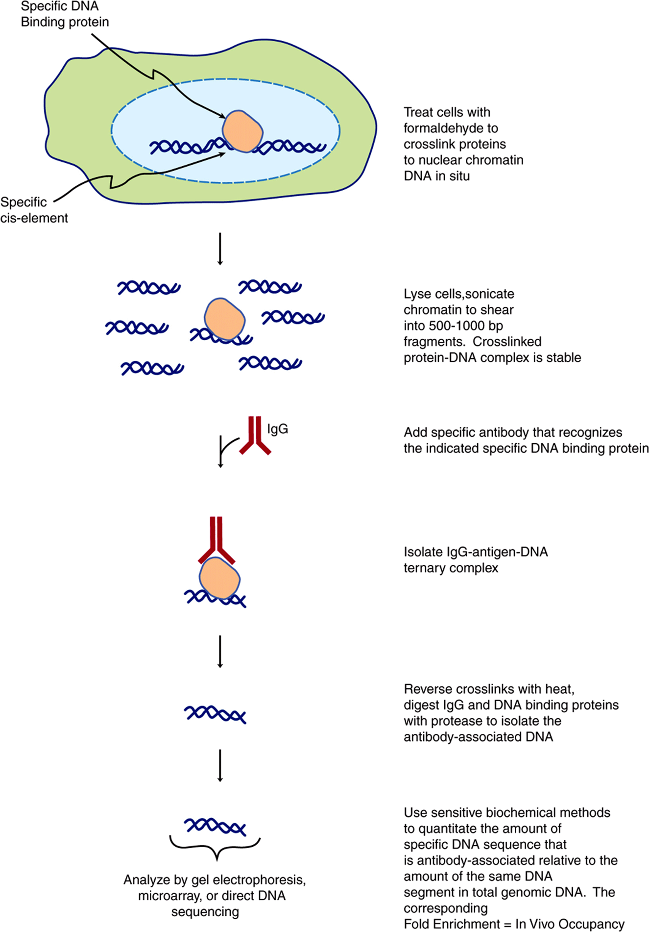Molecular DNA, & Genomic Technology Structure, Function, & Replication