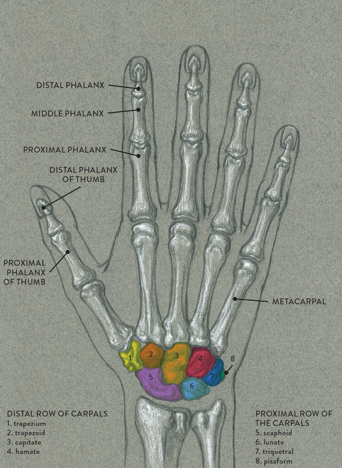 Right hand, dorsal surface