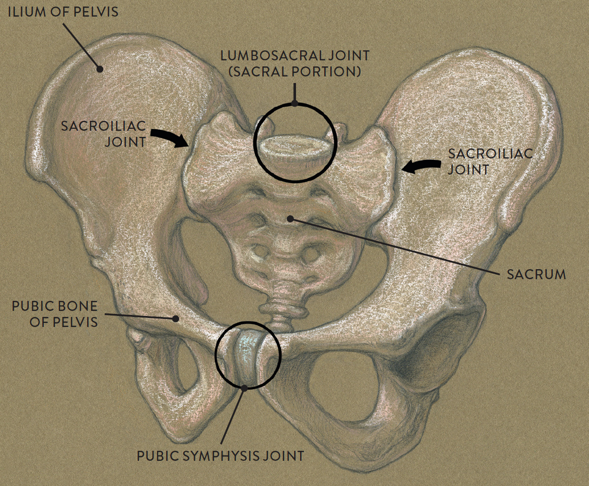 ...joints—the two sacroiliac joints (pron., SAY-kro-IL-ee-ak; located betwe...