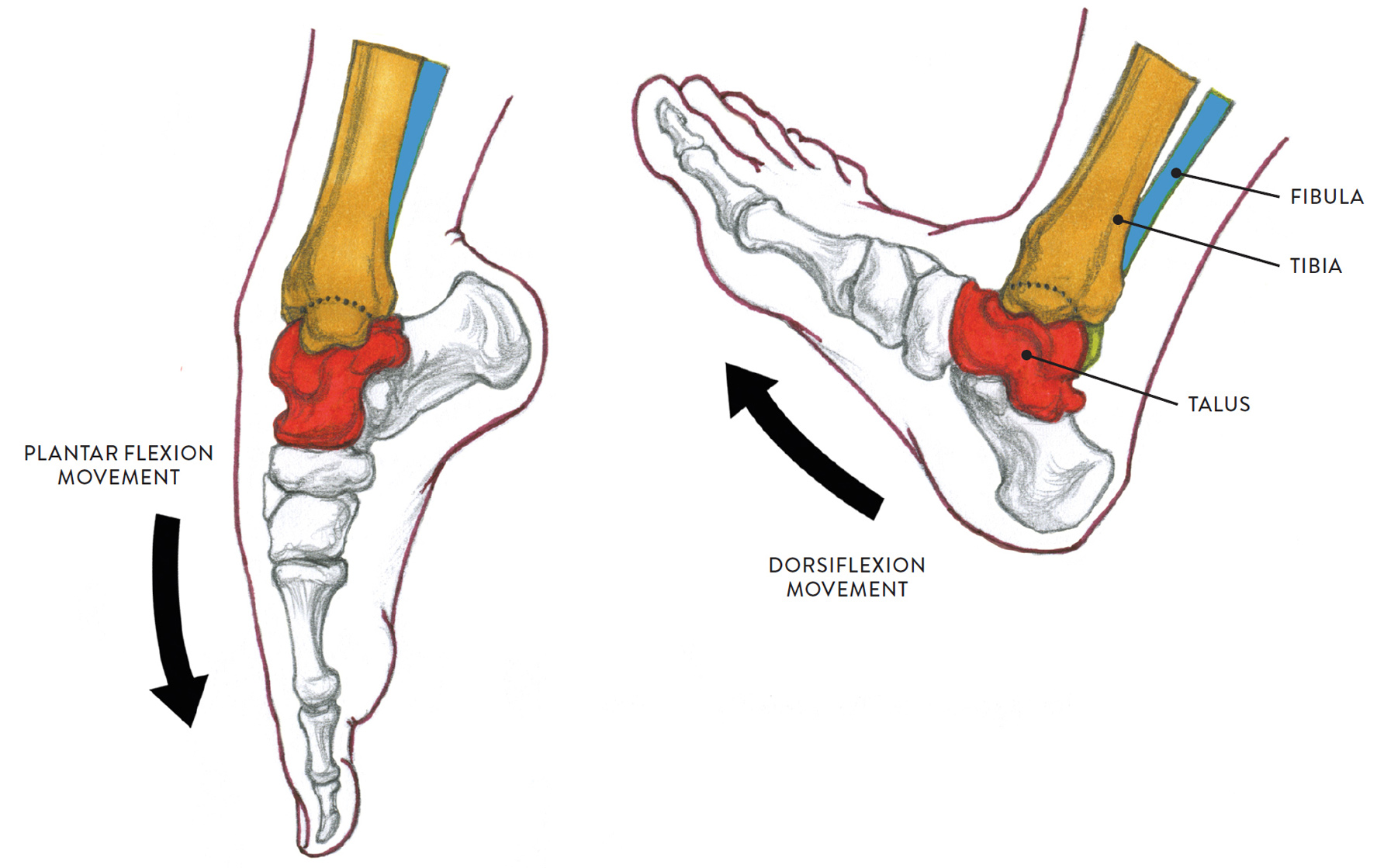 Joints and Joint Movement.