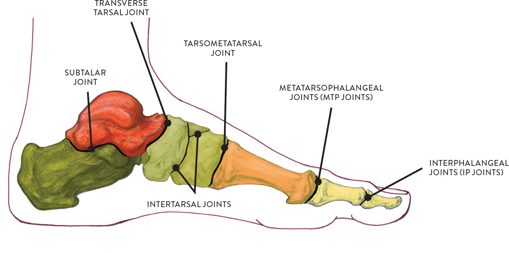 Foot Joint Anatomy Diagram