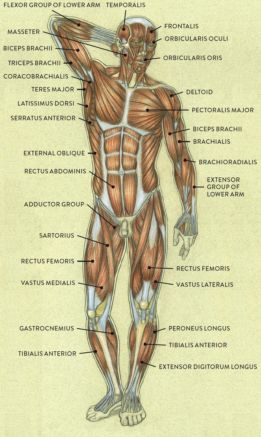 MUSCLES OF THE MALE FIGURE—POSTERIOR VIEW
