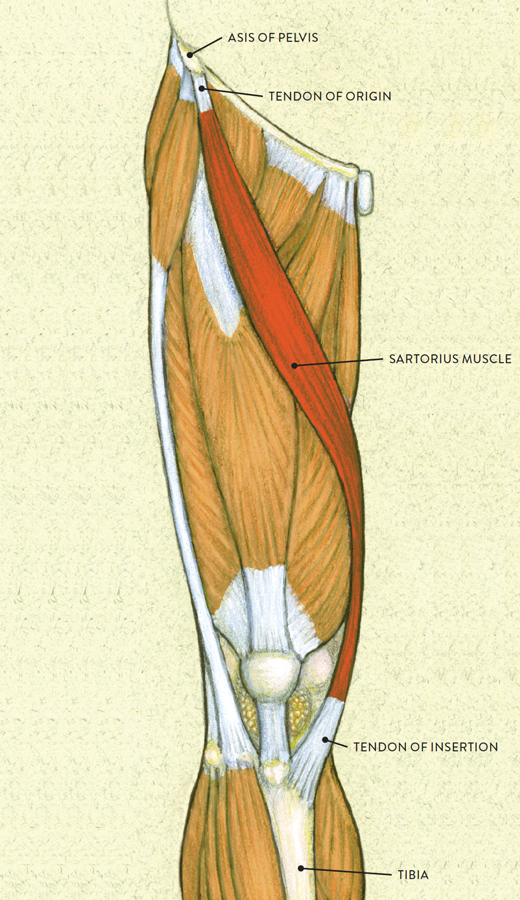 Right upper leg, anterior view