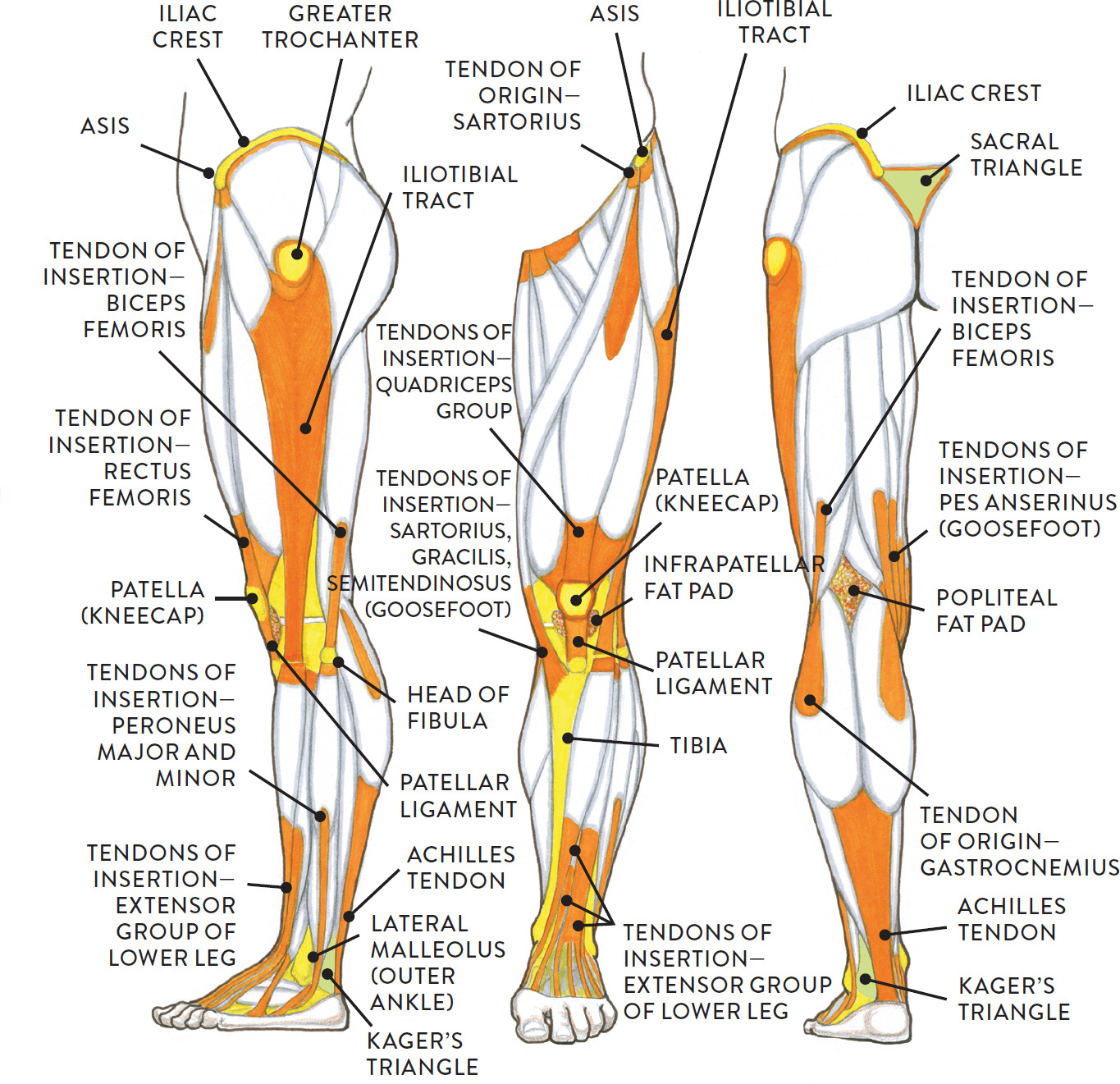 Leg Muscles And Ligaments Images And Photos Finder