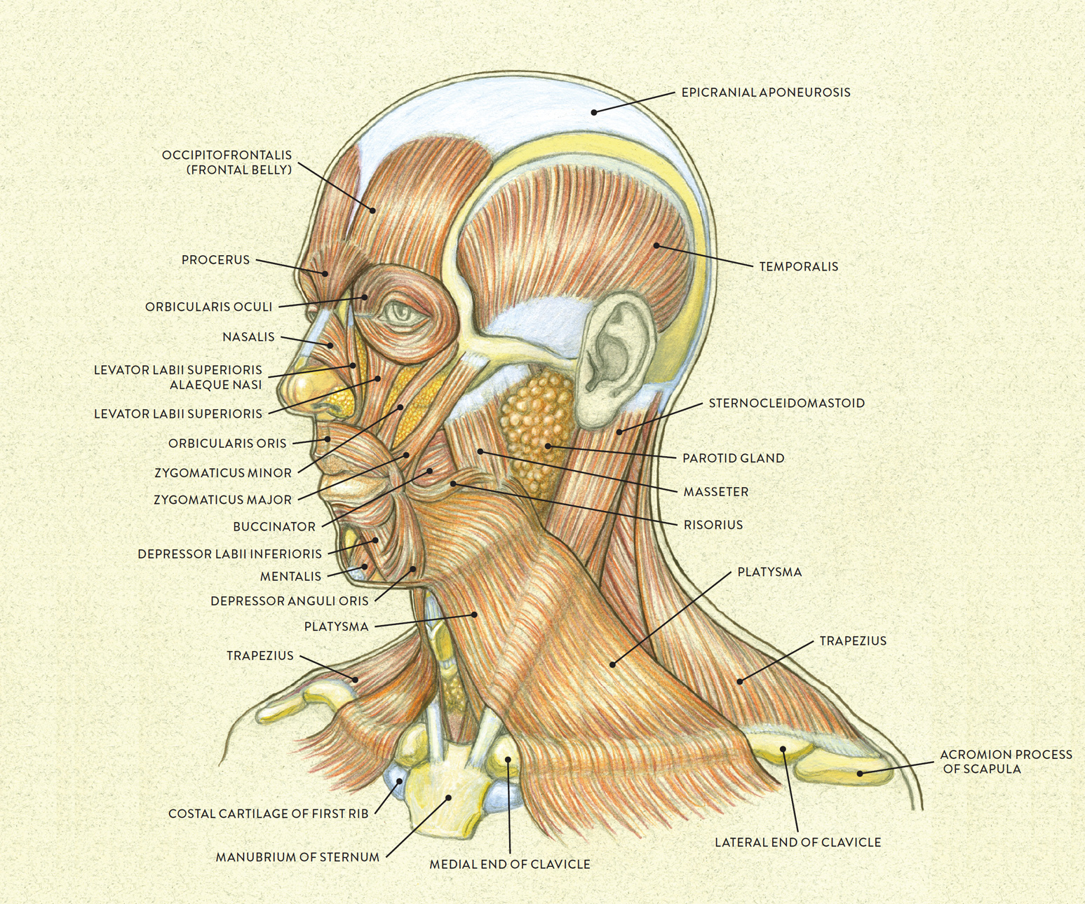 Anatomi Of Human Muscle Face With Images Face Anatomy