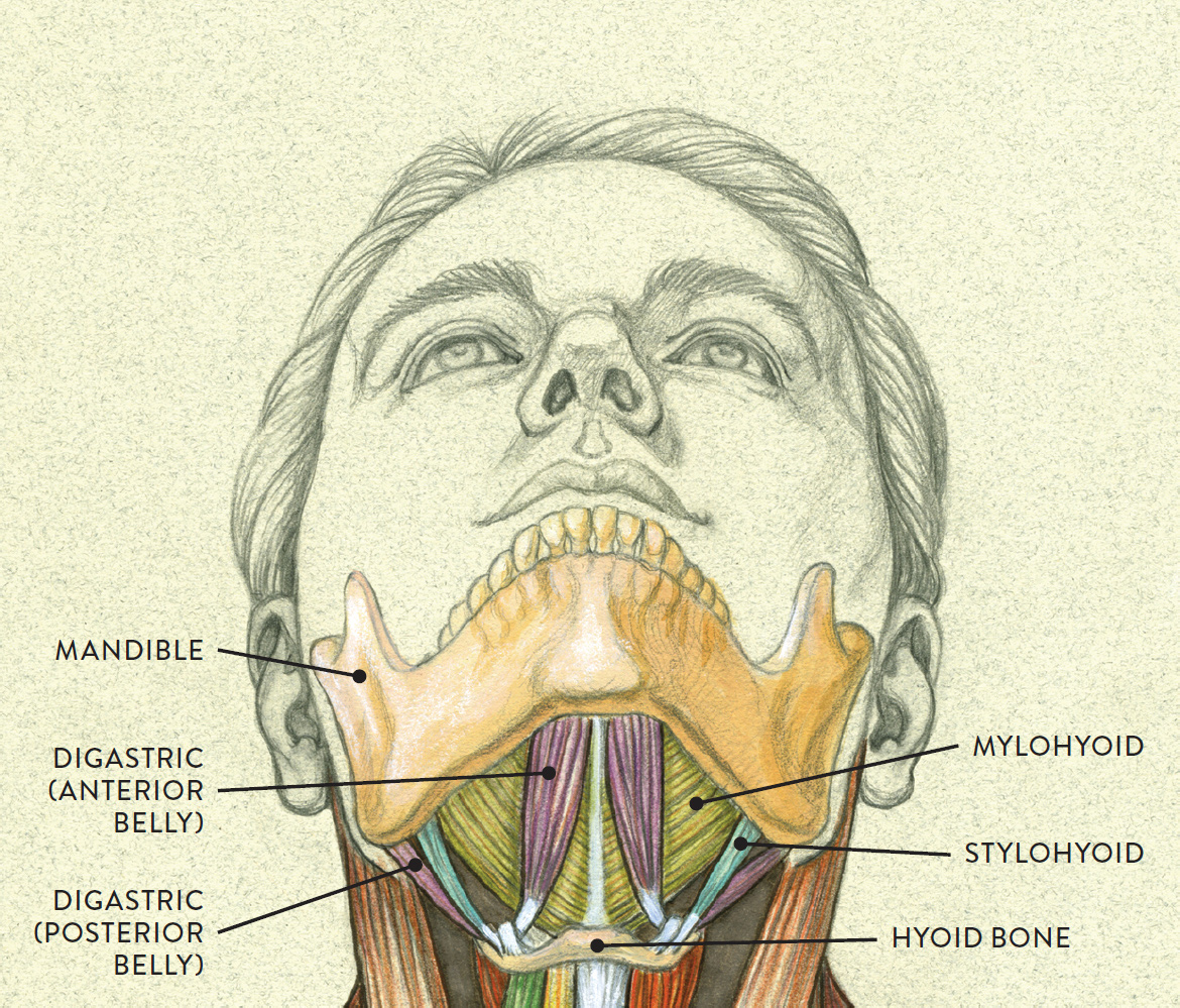 Anterior view of head tilting back