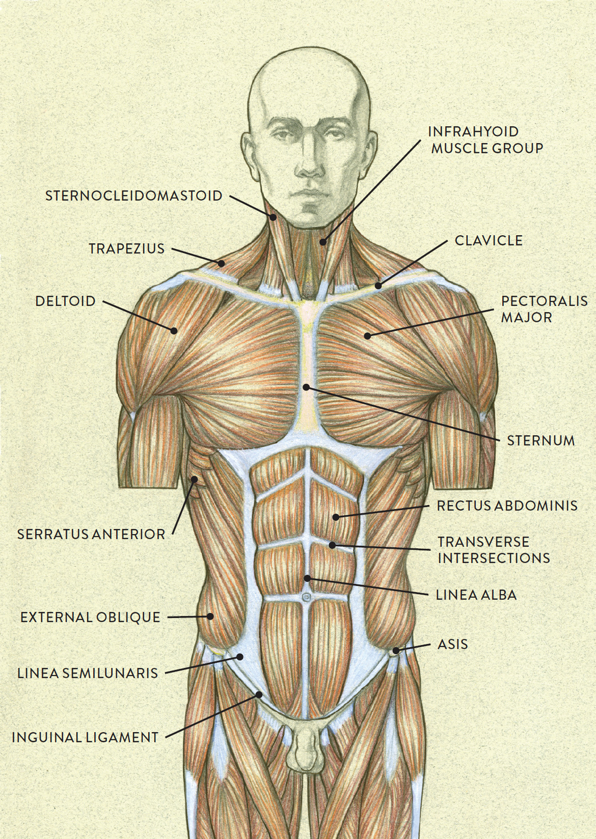 Male Chest Muscles Diagram : Muscle detailing: The chest ...