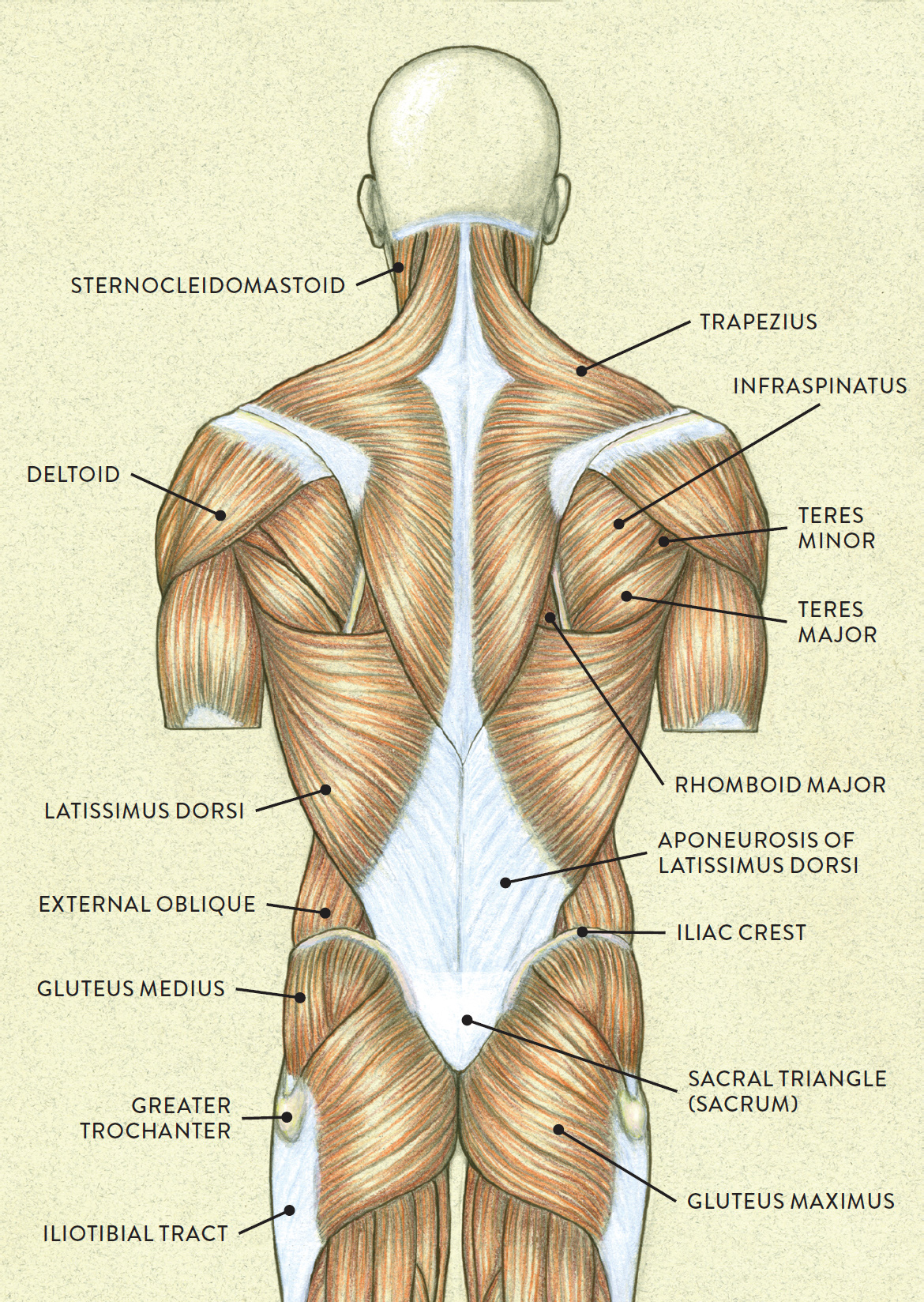 MUSCLES OF THE TORSO—LATERAL VIEW