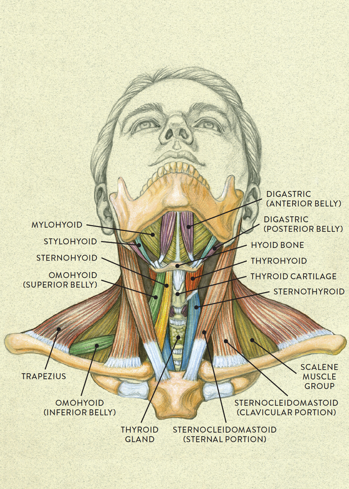 Anatomy Of Human Face And Neck Muscles Front View Muscles Of The Face Hot Sex Picture