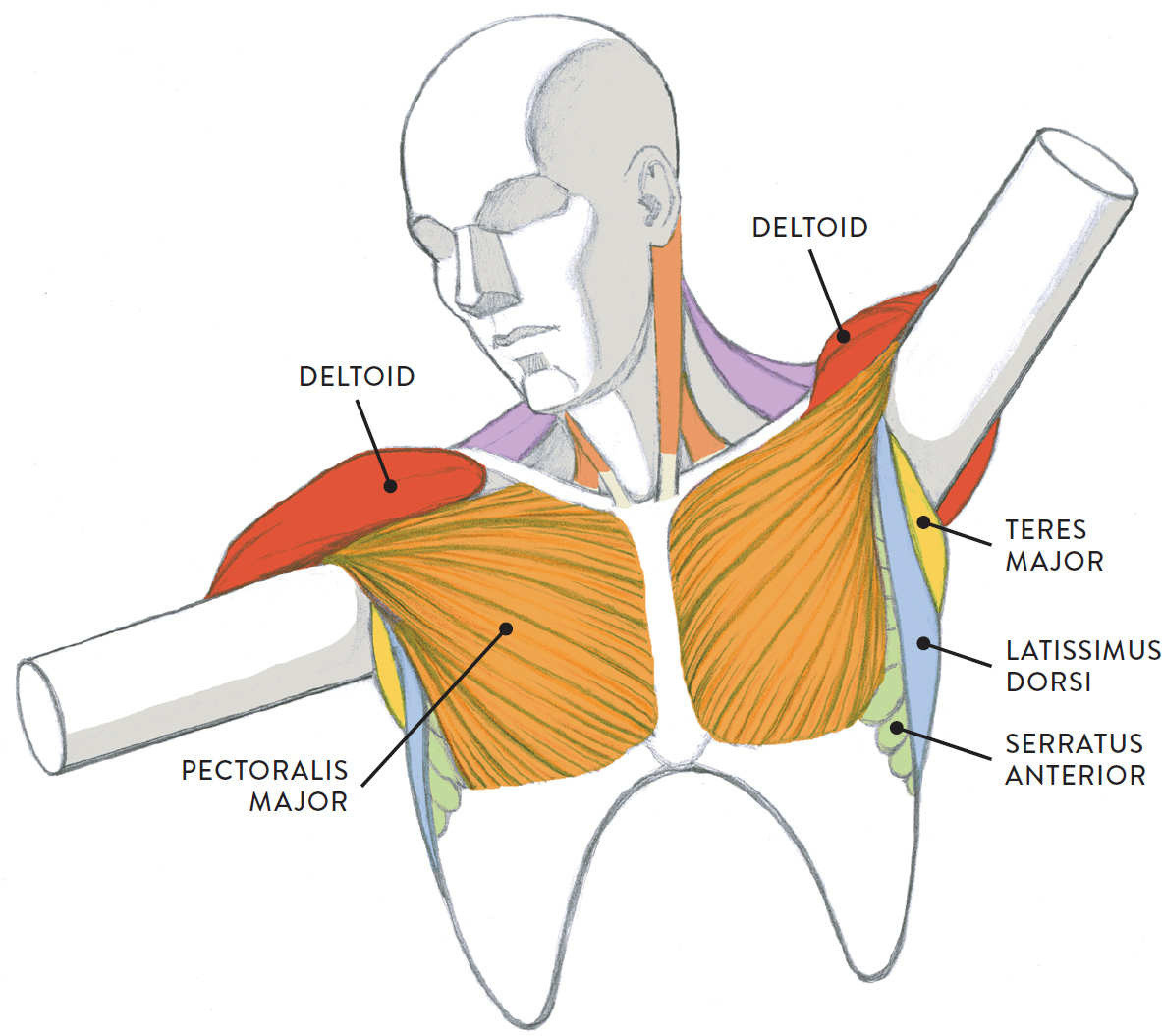 Neck Muscle Diagram - neck muscles diagram - ModernHeal ...