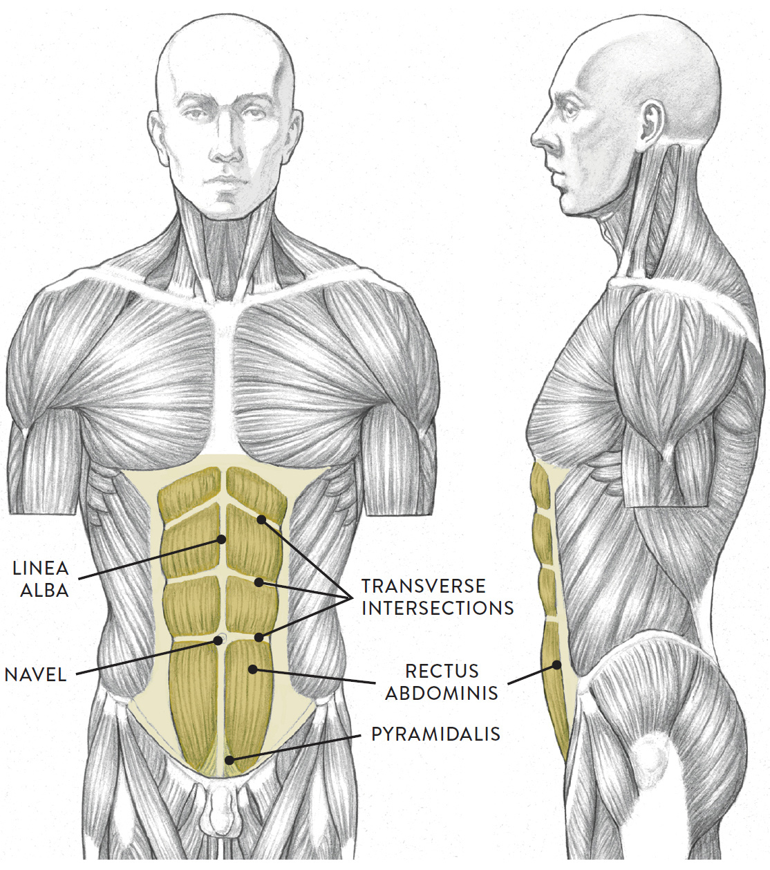 Torso, anterior (left) and lateral (right) views