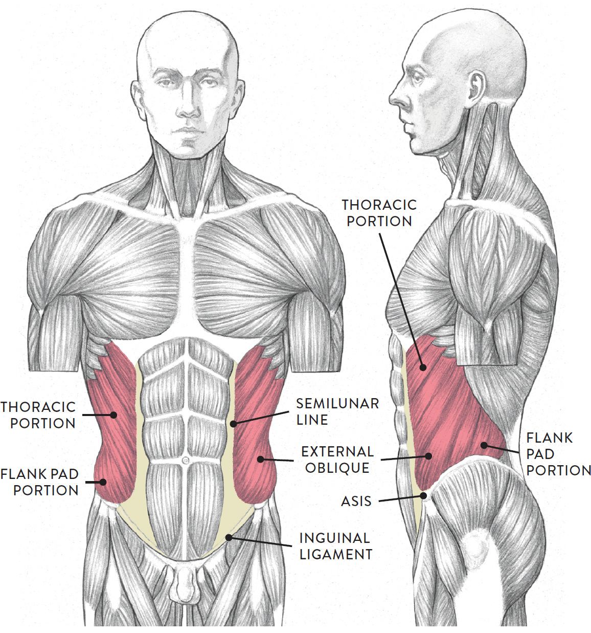 Torso, anterior (left) and lateral (right) views torso bone diagram 