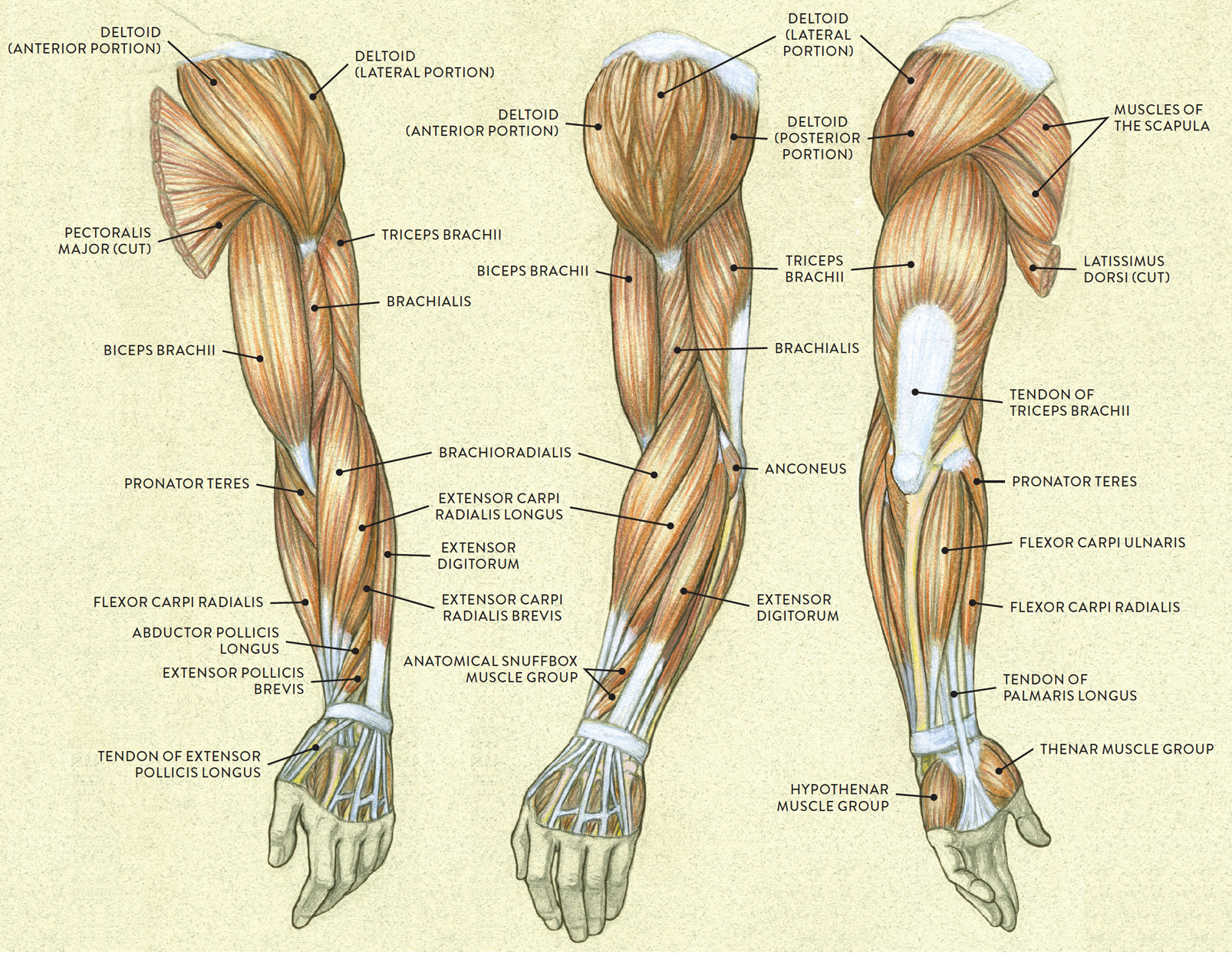 Muscles Of The Arm Laminated Anatomy Chart In Human Muscle Images