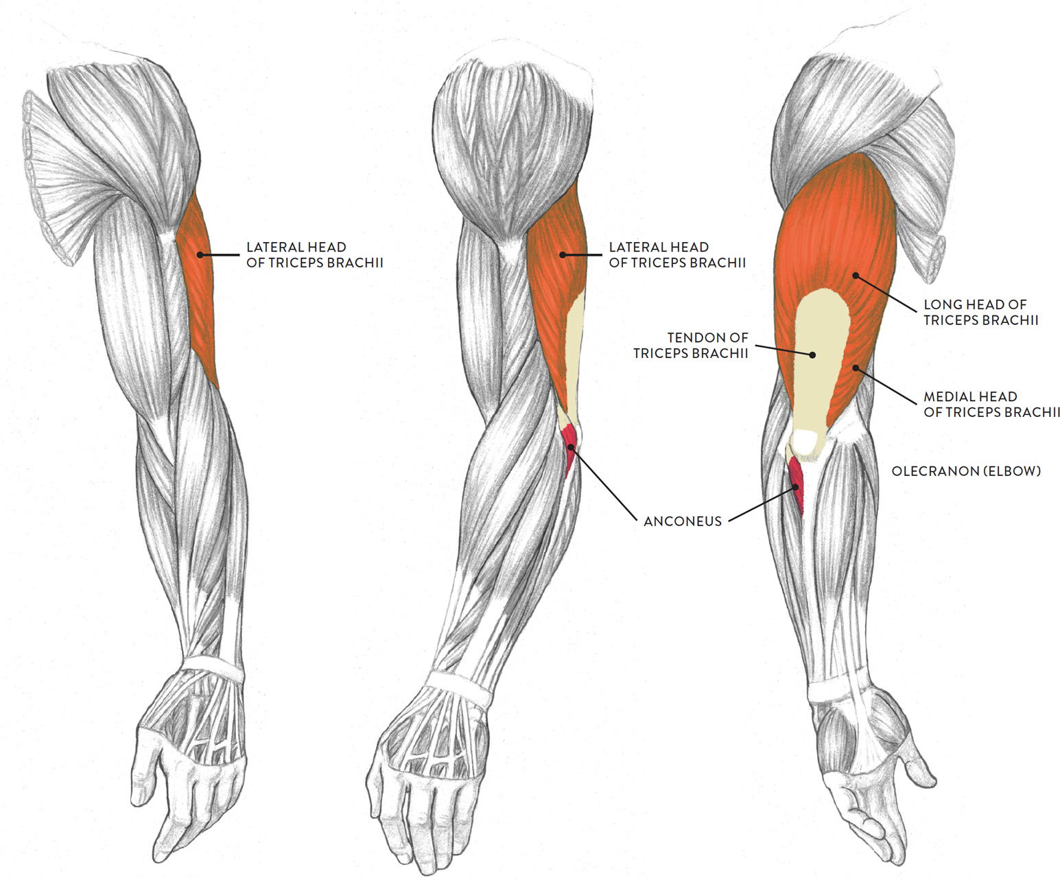 Lower Arm Muscles Names - arm | Taber's Medical Dictionary / It is also