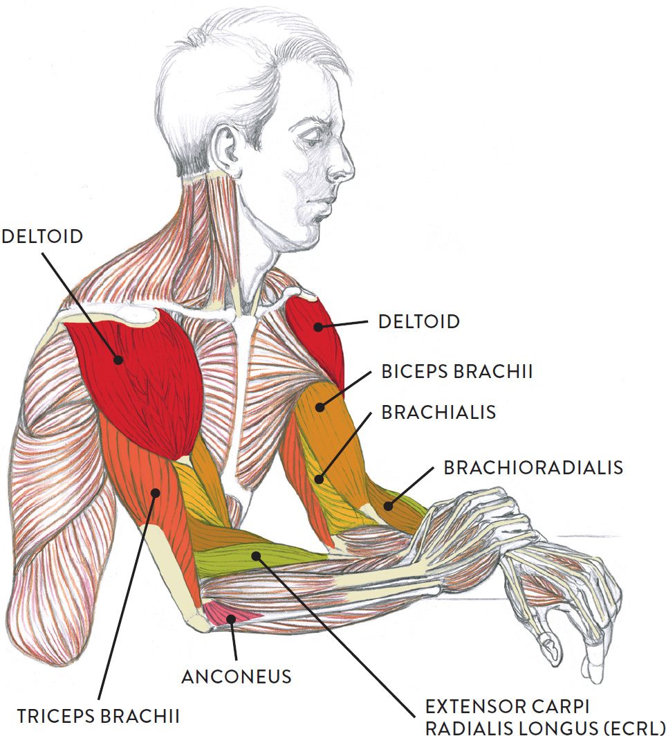 muscles flexing exatin labeled muscular bones schoolbag doctorlib physiology skeletal voluntary limb cardiac consisting atlas theblog