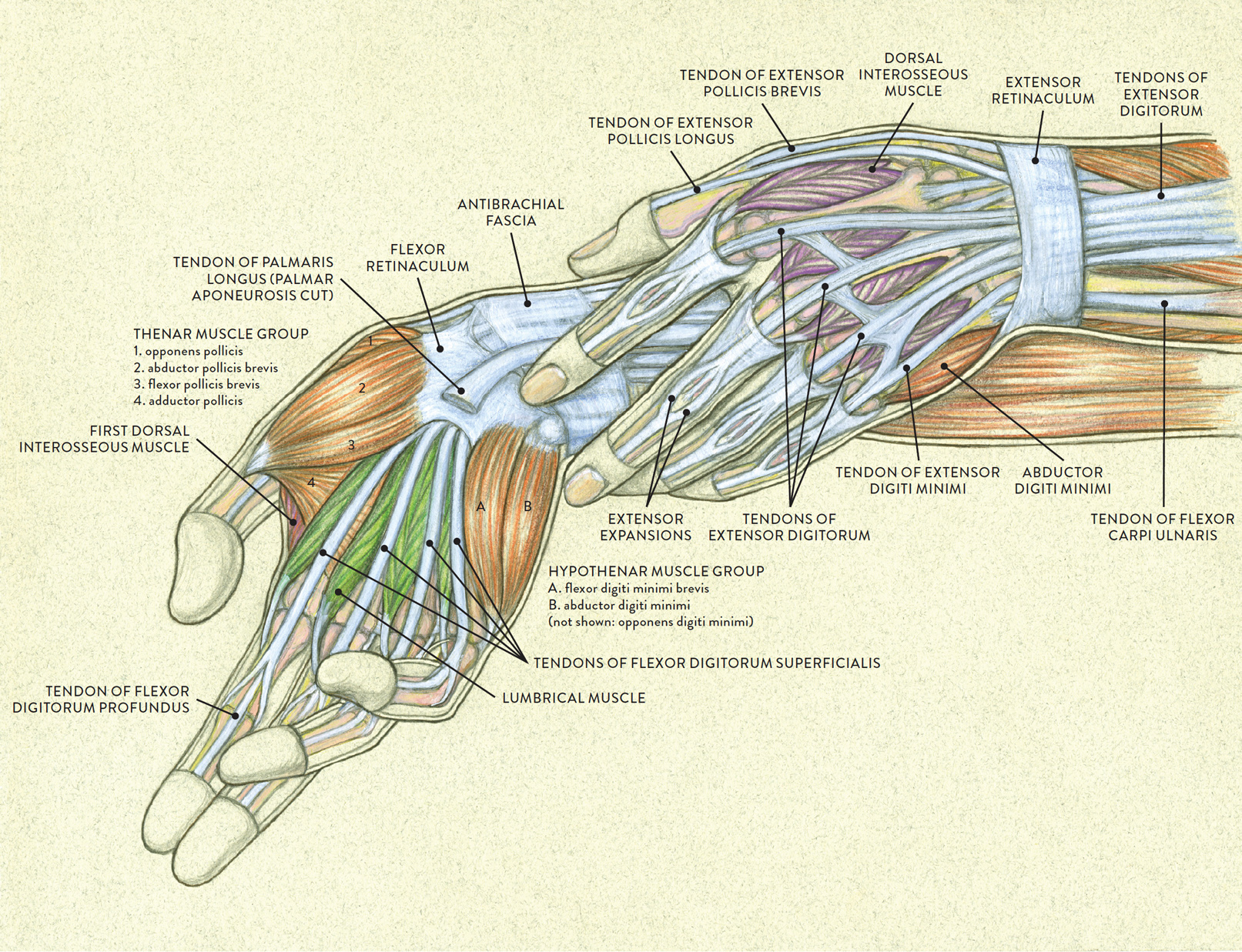 Labeled Diagram Of Forearm Muscles Wrist And Hand