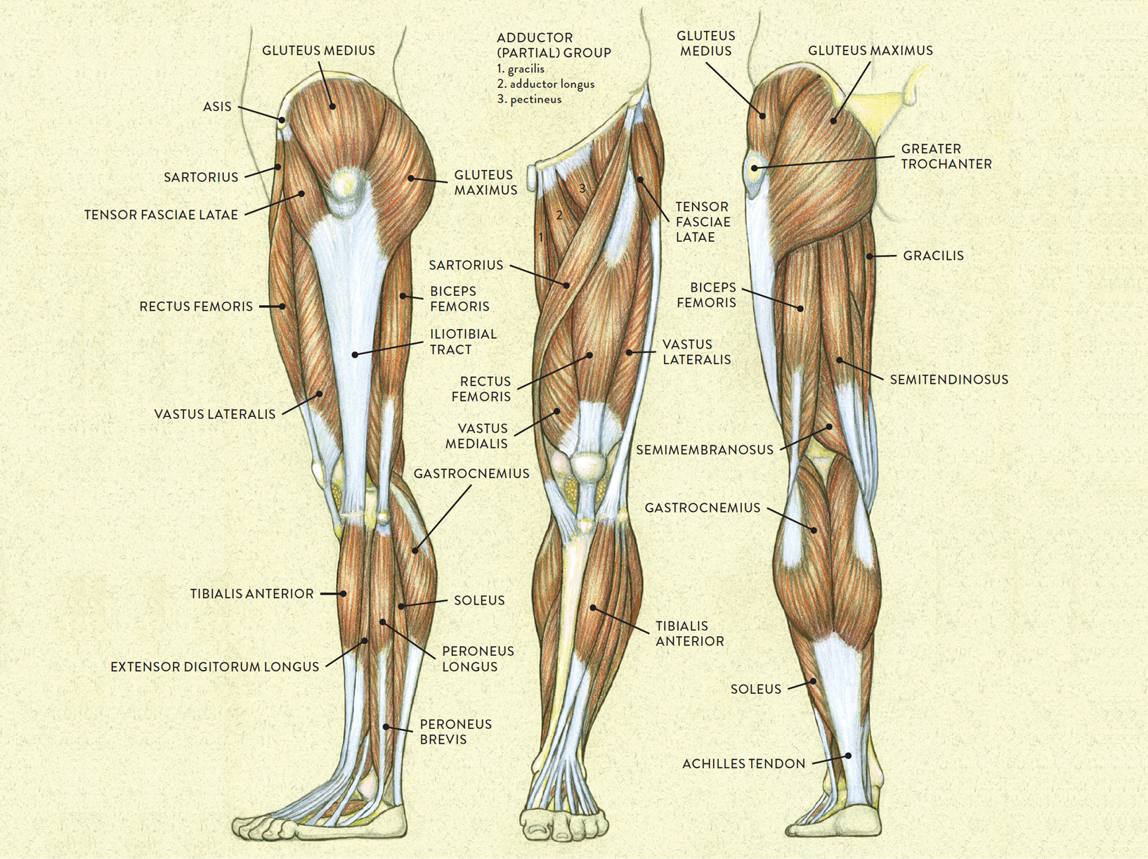 Aïe! 33+ Raisons pour Leg Muscles Diagram Basic: Muscles of the hip