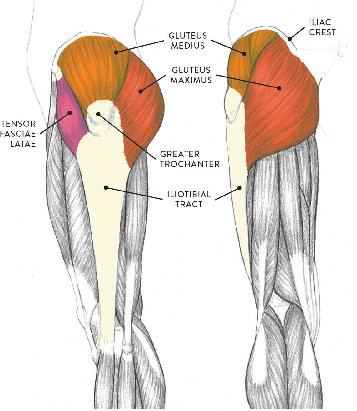 Muscles Of The Leg And Foot