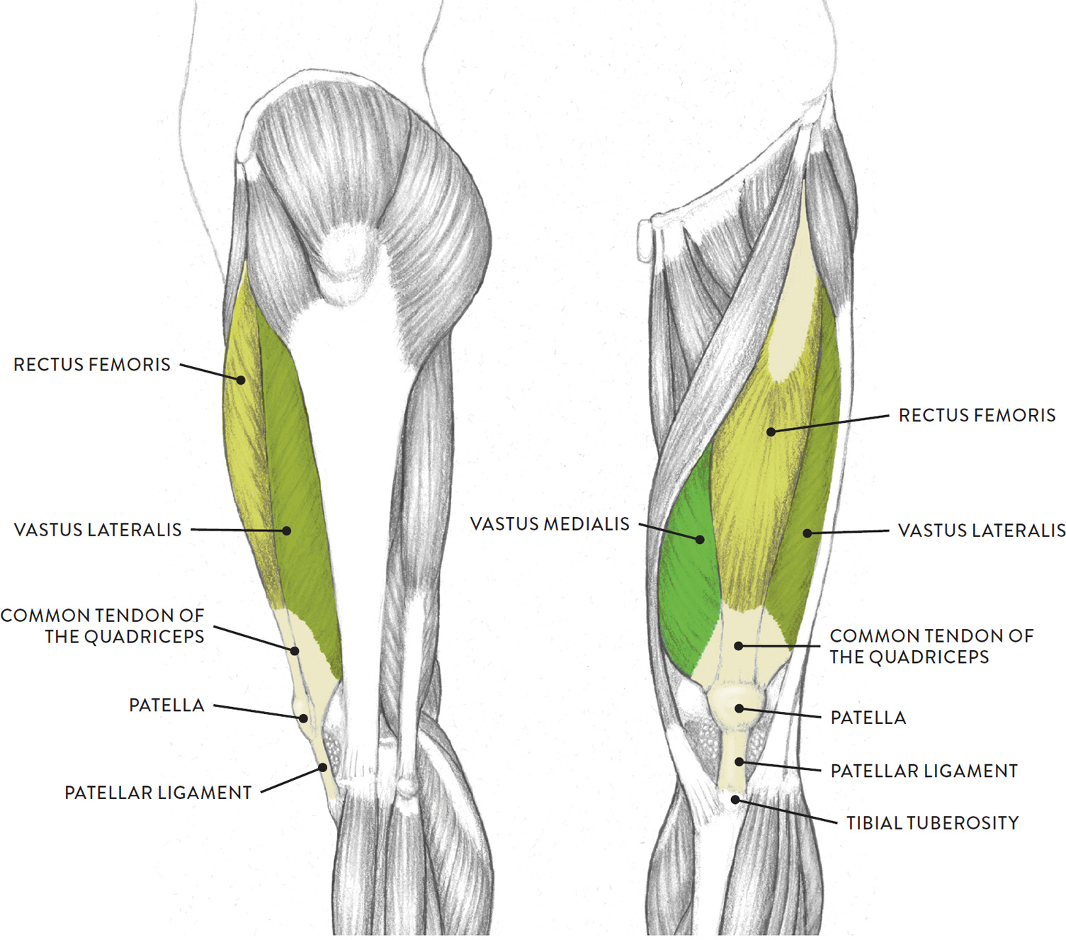 Leg Muscle Diagram Anterior Muscles Of The Anterior T - vrogue.co