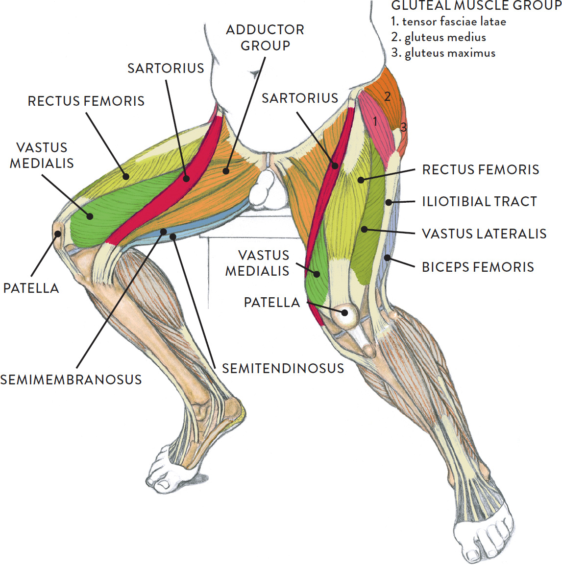 Muscles Of The Leg Chart